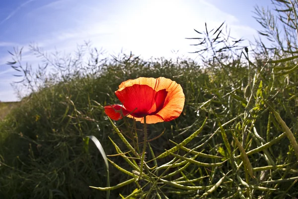 ケシの花朝の光の草原で — ストック写真