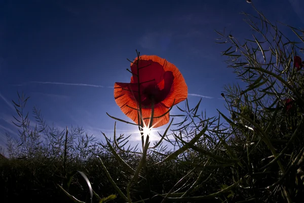 ケシの花朝の光の草原で — ストック写真