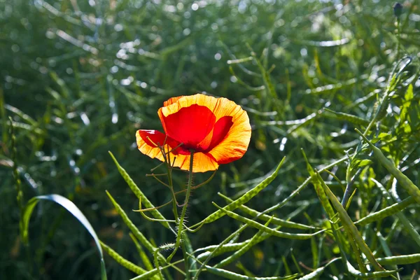 Poppy flower in meadow in morning light — Stock Photo, Image