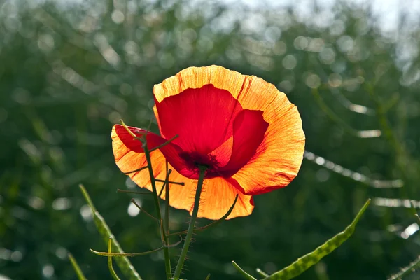 Квітка макарони на лузі в ранковому світлі — стокове фото