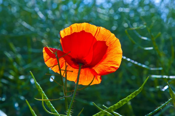 在清晨的阳光草甸的罂粟花朵 — 图库照片