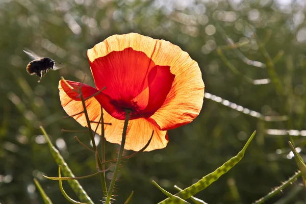 Mak kwiat na łące w świetle poranka — Zdjęcie stockowe
