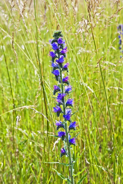 Zsálya virág meadow — Stock Fotó