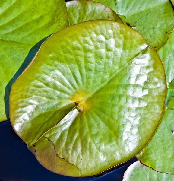 Nénuphar lotus blanc dans le lac — Photo
