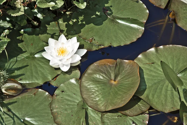 湖で白い蓮睡蓮 — ストック写真