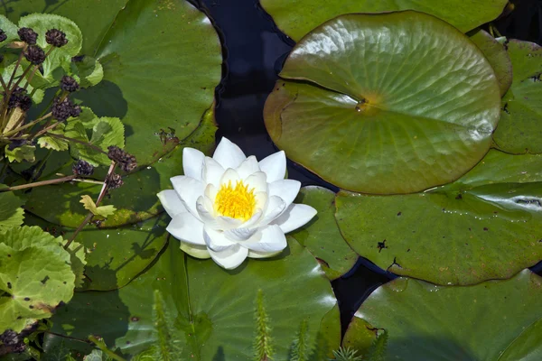 Japanese white lotus water lily — Stock Photo, Image