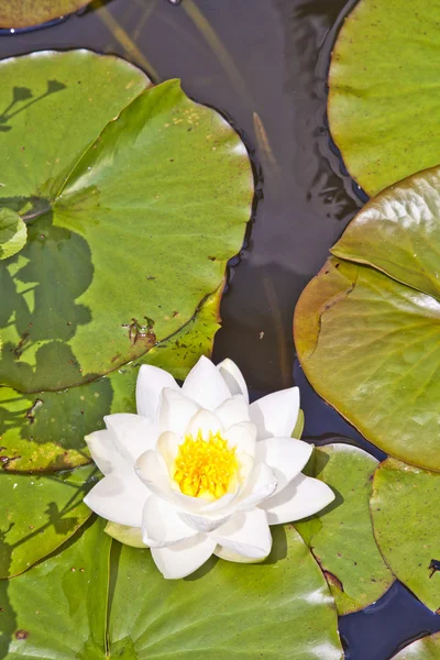 Nenufar japoński białego lotosu — Zdjęcie stockowe