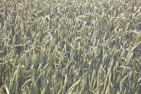 Kukorica, gyönyörű fény mezőjében Spica — Stock Fotó