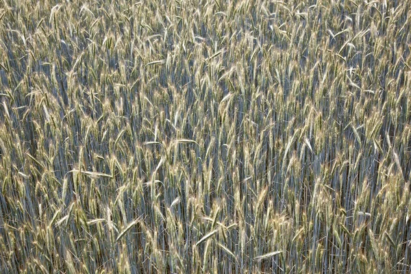 Kukorica, gyönyörű fény mezőjében Spica — Stock Fotó