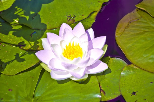 Lirio de loto blanco en el lago — Foto de Stock