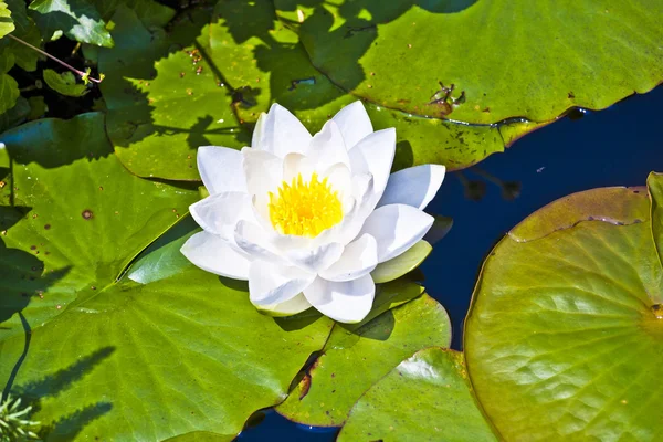 Белый лотос водяной лилии в озере — стоковое фото