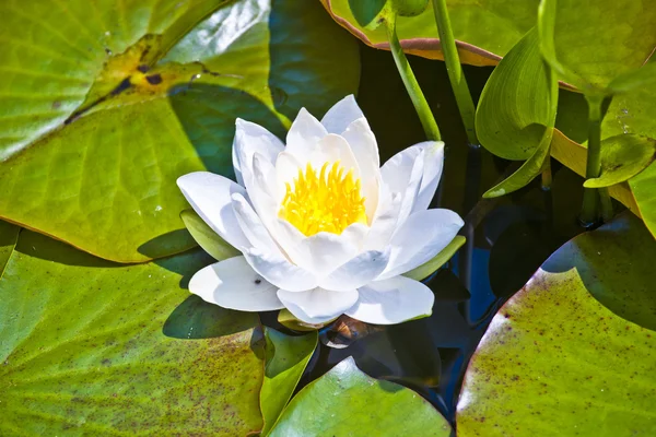 Beyaz lotus Nilüfer Göle — Stok fotoğraf