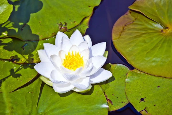 Lirio de loto blanco en el lago —  Fotos de Stock