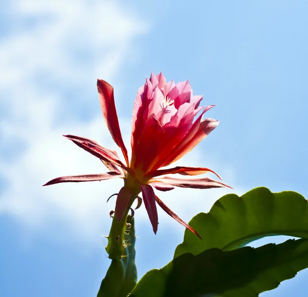 Bonito cacto florescendo em detalhes — Fotografia de Stock