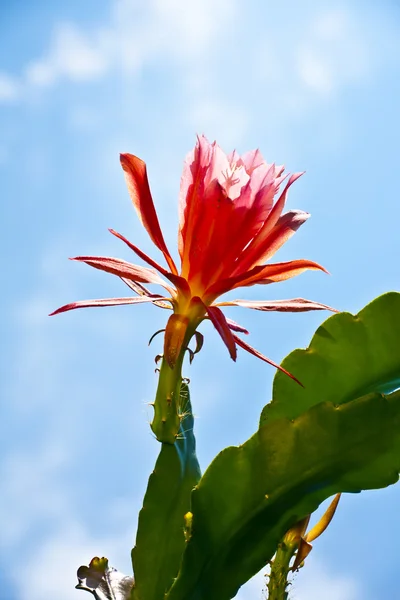 Szép virágzó kaktusz részletesen — Stock Fotó