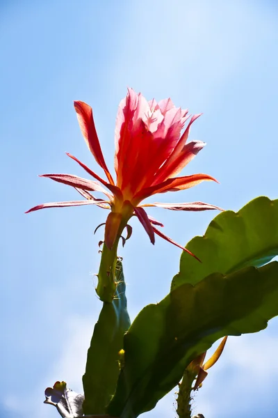 Piękny kwitnący kaktus szczegółowo — Zdjęcie stockowe