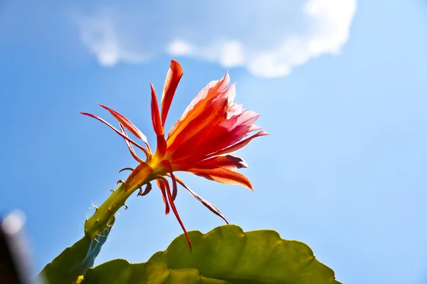 Güzel çiçek açan kaktüs ayrıntılı — Stok fotoğraf