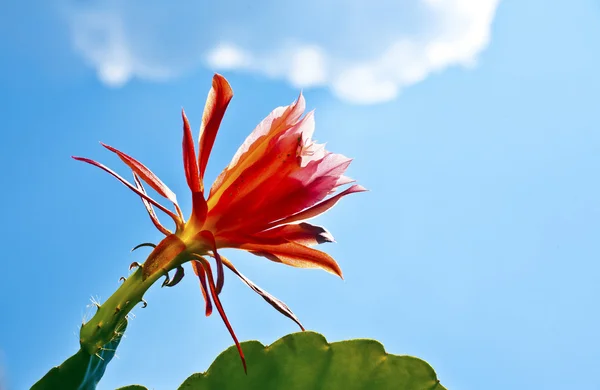 Beautiful blooming cactus in detail — Stock Photo, Image