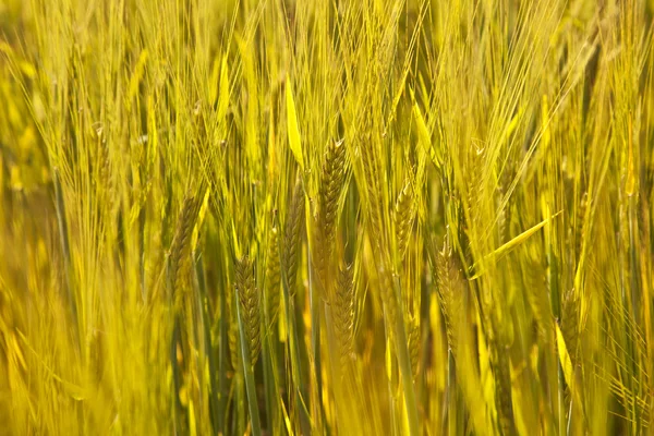 Kukuřičné pole s spica — Stock fotografie