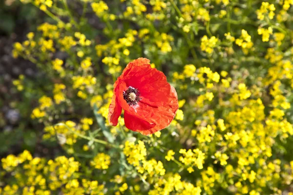 Makový květ v poli řepky — Stock fotografie