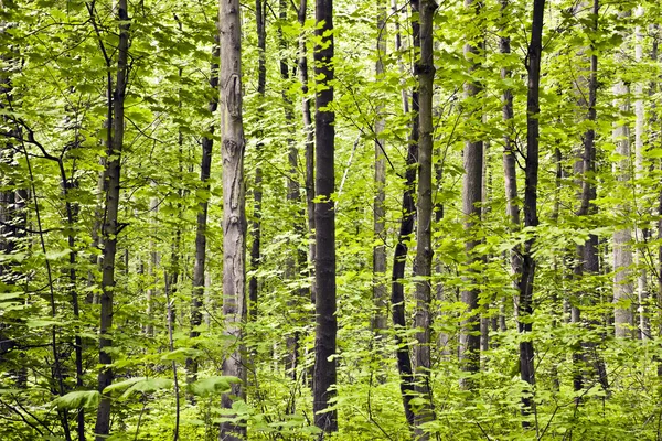 Trunchiuri în pădure — Fotografie, imagine de stoc