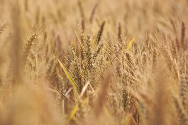Шпица кукурузы в поле в красивом свете — стоковое фото