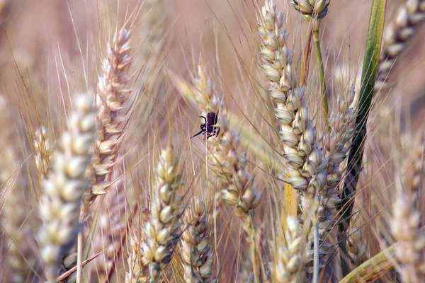Spica de maíz en el campo en hermosa luz — Foto de Stock