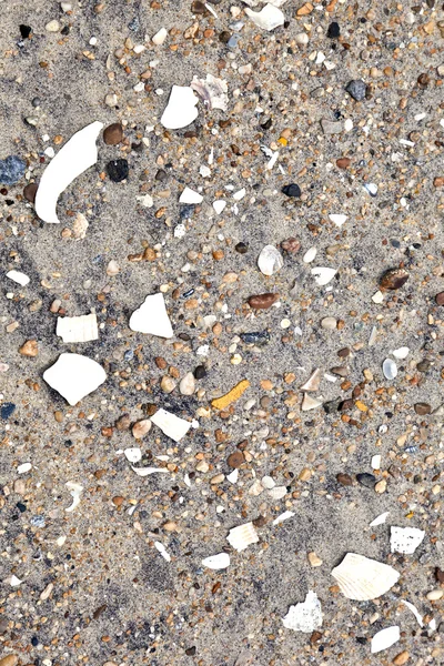 Shells and stones at the beach — Stock Photo, Image