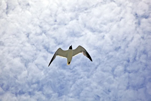 Seagull is flying — Stock Photo, Image