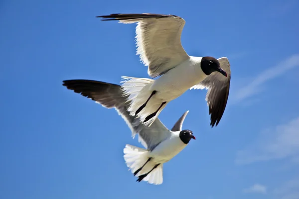 A gaivota voa — Fotografia de Stock
