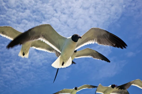 Seagull is flying — Stock Photo, Image