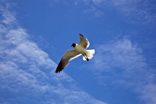 Gaviota está volando — Foto de Stock