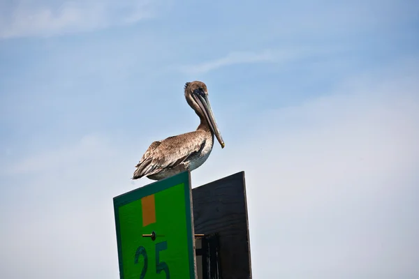 Pelican fågel i naturen — Stockfoto