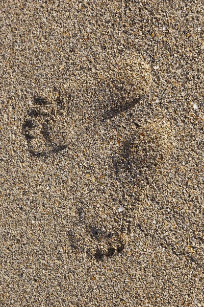Footprints at the beach — Stock Photo, Image