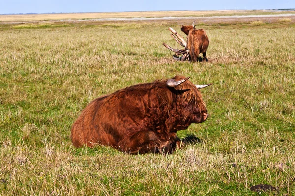 Stoi na łące bydła Galloway — Zdjęcie stockowe