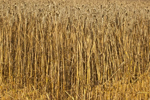 Campos de milho com milho pronto para a colheita — Fotografia de Stock