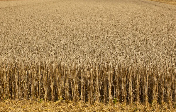 Kukuřičné pole s kukuřicí připraven na sklizeň — Stock fotografie