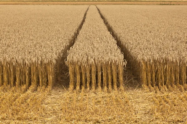 Készen áll a betakarítás kukorica kukorica mezőket — Stock Fotó