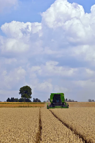 Récolteuse dans les champs de maïs — Photo