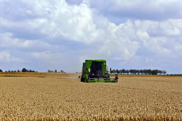 Harvester in corn fields — Stock Photo, Image