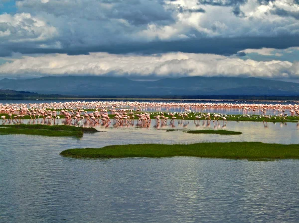 湖でピンクのフラミンゴ — ストック写真