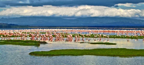 Roze flamingo's aan het meer — Stockfoto