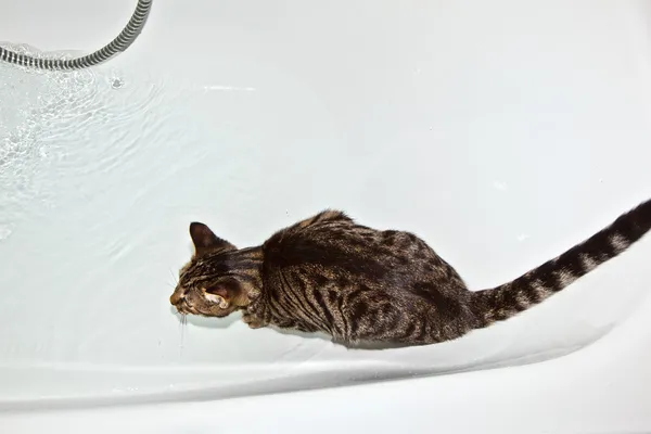 Кот смотрит на поднимающуюся воду в ванне — стоковое фото