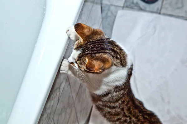 Cat está assistindo a água subindo no tubo de banho — Fotografia de Stock