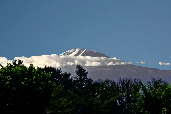 Mount kilimanjaro bedekt met sneeuw — Stockfoto