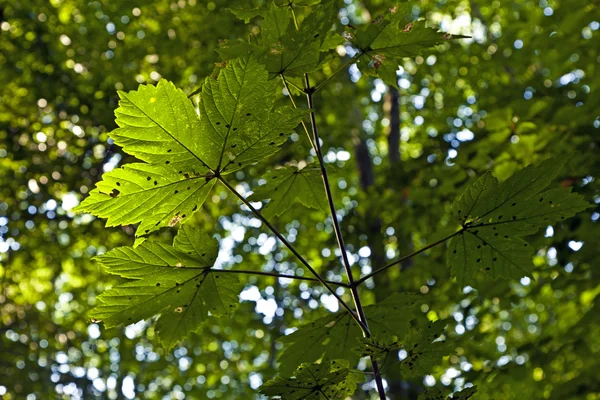 Troncos na floresta verde — Fotografia de Stock