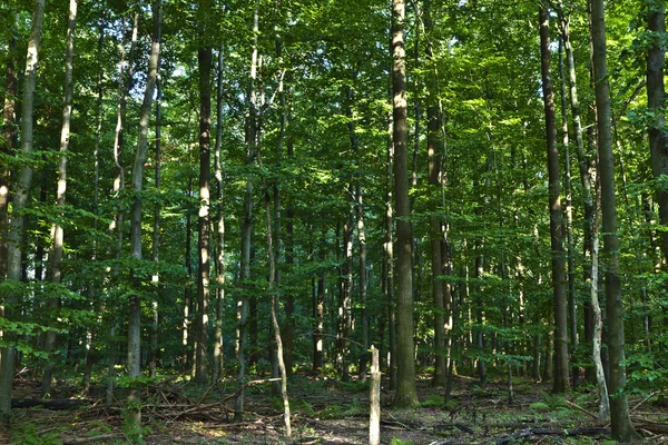 Rungot vihreässä metsässä — kuvapankkivalokuva