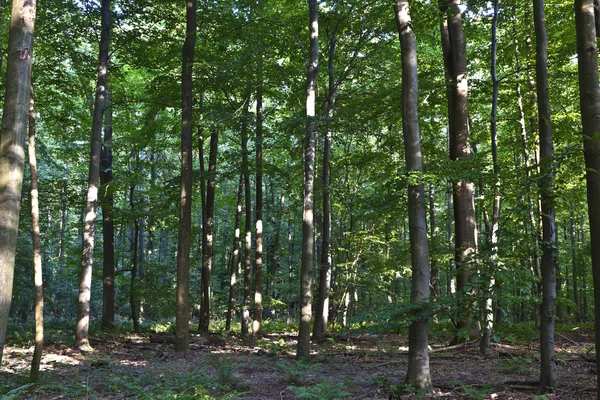Nadrág, zöld erdő — Stock Fotó