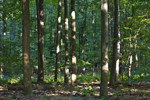 Pnie w zielonym lesie — Zdjęcie stockowe