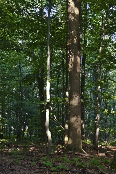 Sjakter i grønn skog – stockfoto